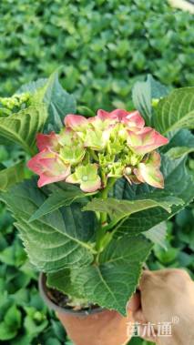 高度20厘米绣球