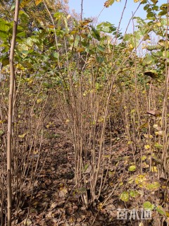 高度2.5厘米丛生紫荆