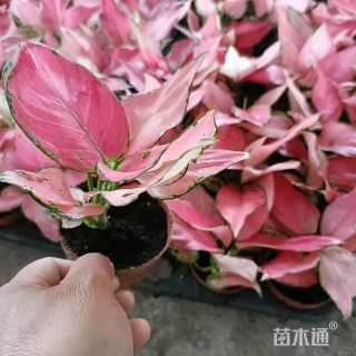 高度15厘米如意皇后