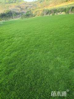 草卷状马尼拉草