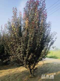 高度600厘米(6杆)丛生红