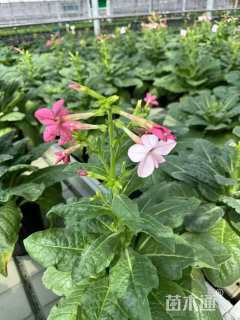 高度30厘米花烟草