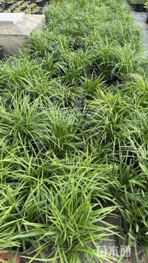 高度30厘米兰花