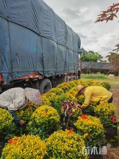 高度60厘米黄金枸骨