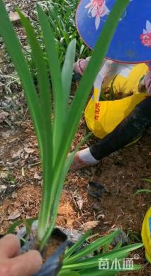 高度25厘米百子莲