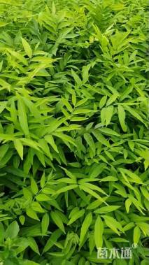 高度110厘米无患子小苗