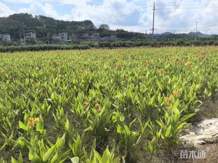 高度30厘米花叶美人蕉