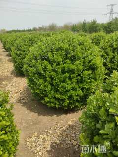 冠幅100厘米胶东卫矛球