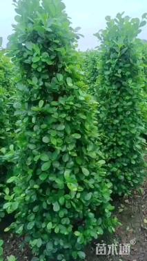 高度150厘米火山榕