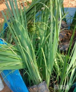 高度30厘米马兰头