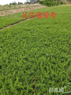 高度10厘米福禄考