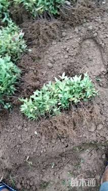 高度10厘米南天竹小苗