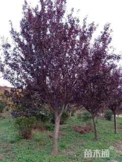 18公分紫叶李