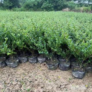 高度30厘米龟甲冬青