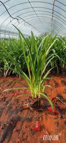 高度20厘米百子莲