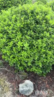 冠幅150厘米毛鹃球