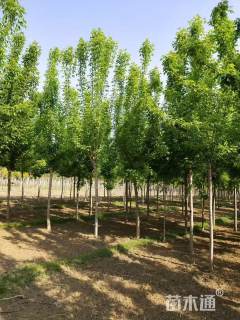 9公分绿叶复叶槭