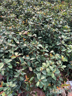 高度40厘米红叶石楠小苗