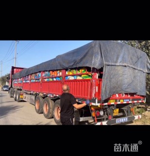 高度35厘米无尽夏绣球