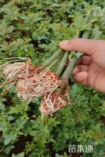 高度20厘米蔷薇