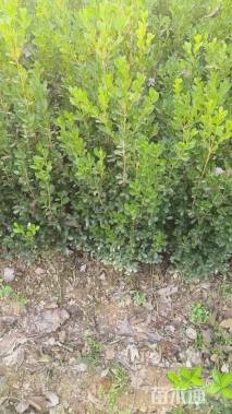 高度60厘米豆瓣黄杨