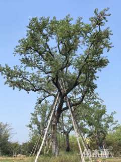 80公分丛生乌桕