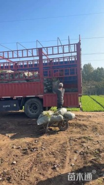 高度40厘米墨西哥鼠尾草