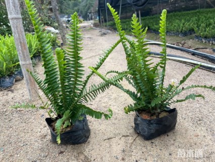 高度25厘米排骨草