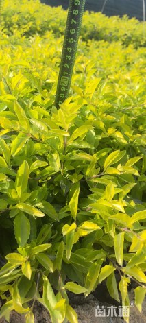 高度15厘米金叶假连翘