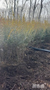 高度50厘米小叶女贞小苗