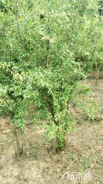 高度260厘米花石榴