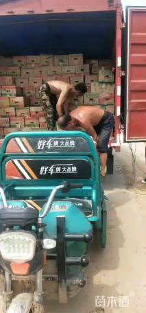 高度40厘米香蒲