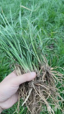 高度13厘米麦冬