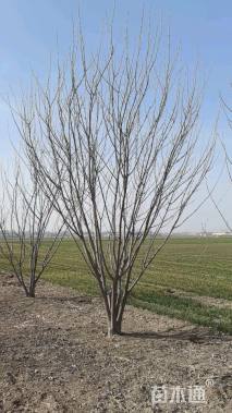 高度500厘米丛生白蜡