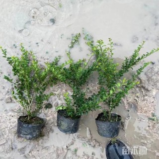 高度25厘米龟甲冬青小苗