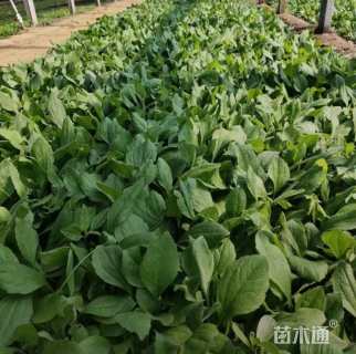 高度27厘米黑心菊