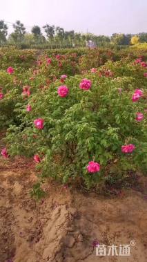 高度80厘米四季玫瑰