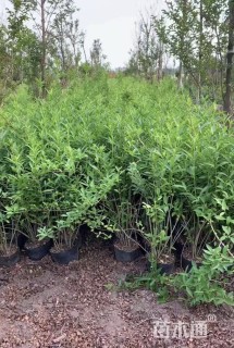 高度80厘米黄金条