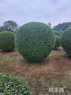 冠幅90厘米小叶女贞球