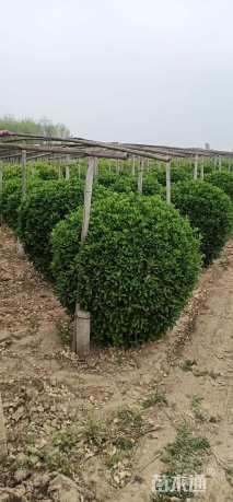 高度80厘米水腊球