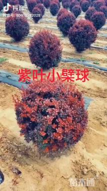 冠幅100厘米紫叶小檗球