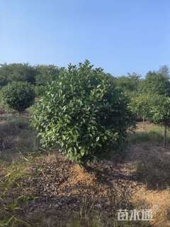 冠幅150厘米红叶石楠球