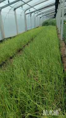 高度40厘米香蒲