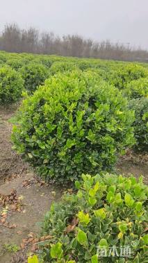 冠幅120厘米金森女贞球