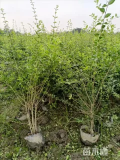 高度40厘米小叶女贞