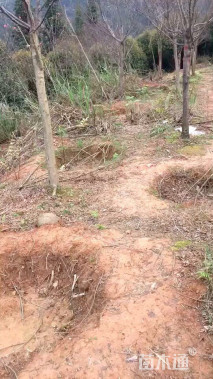 高度300厘米日本红枫-红舞姬