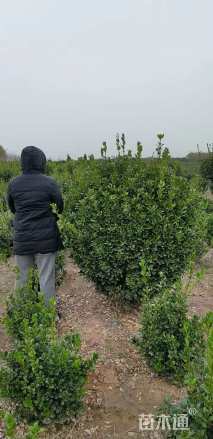 高度175厘米黄杨