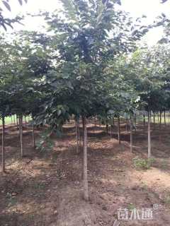 3公分高杆染井吉野樱