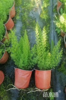 高度20厘米狐尾天门冬