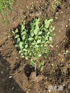 高度70厘米卫矛